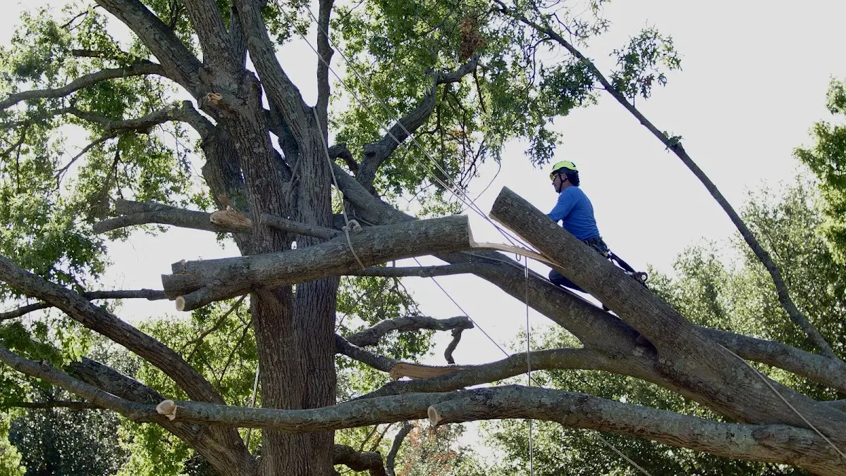 Professional Crown Thinning performed by certified arborists in Shellsburg